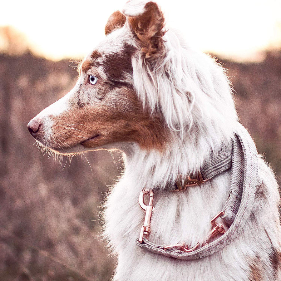 Dog Collar and Leash  Stylish Design with Rose Gold Set